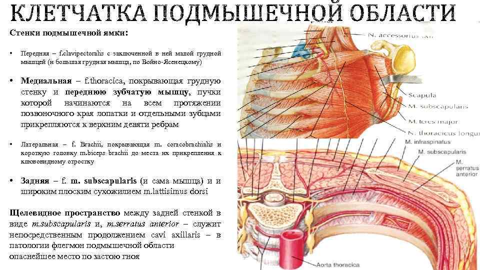 Стенки подмышечной ямки: • Передняя – f. clavipectoralis с заключенной в ней малой грудной