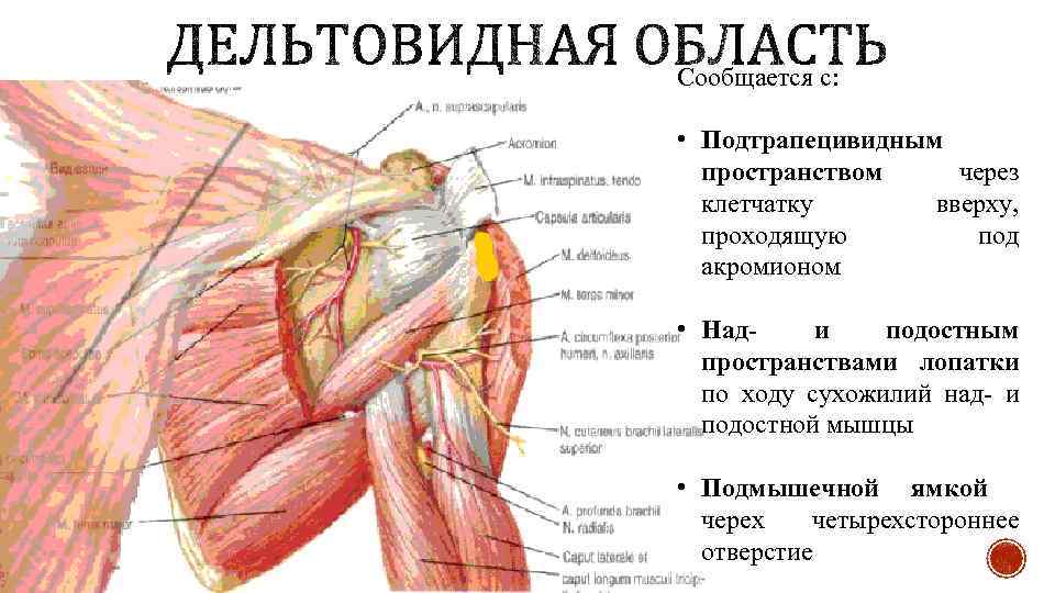 Сообщается с: • Подтрапецивидным пространством через клетчатку вверху, проходящую под акромионом • Нади подостным