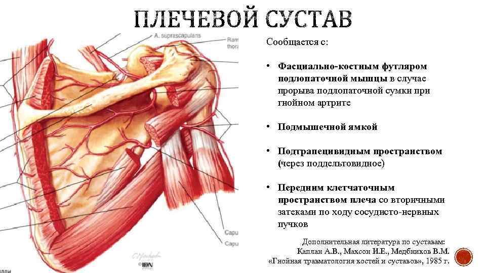 Сообщается с: • Фасциально-костным футляром подлопаточной мышцы в случае прорыва подлопаточной сумки при гнойном