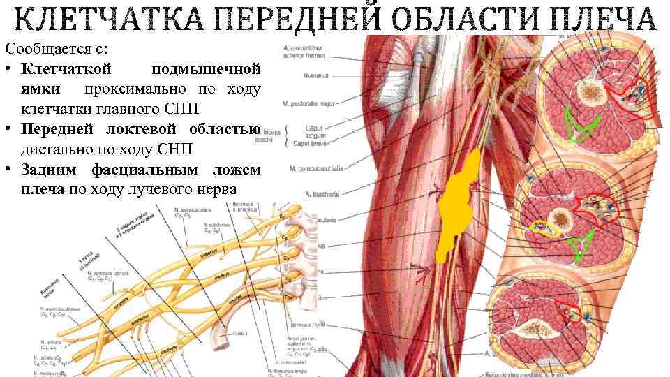 Сообщается с: • Клетчаткой подмышечной ямки проксимально по ходу клетчатки главного СНП • Передней