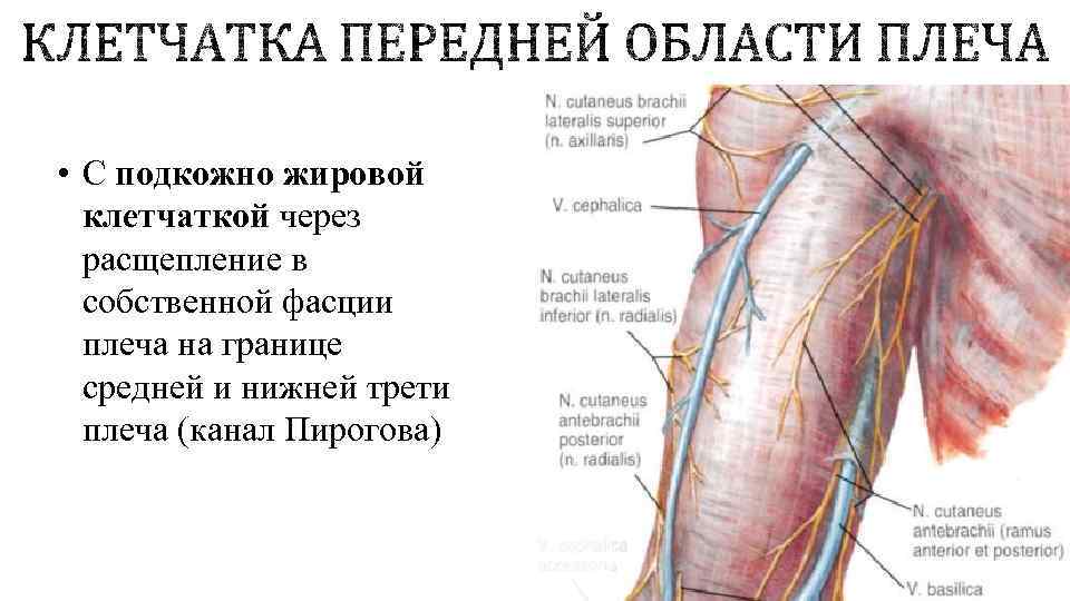 Верхняя треть плеча фото