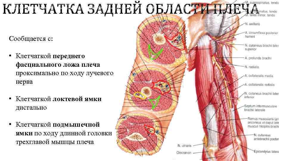Сообщается с: • Клетчаткой переднего фасциального ложа плеча проксимально по ходу лучевого нерва •