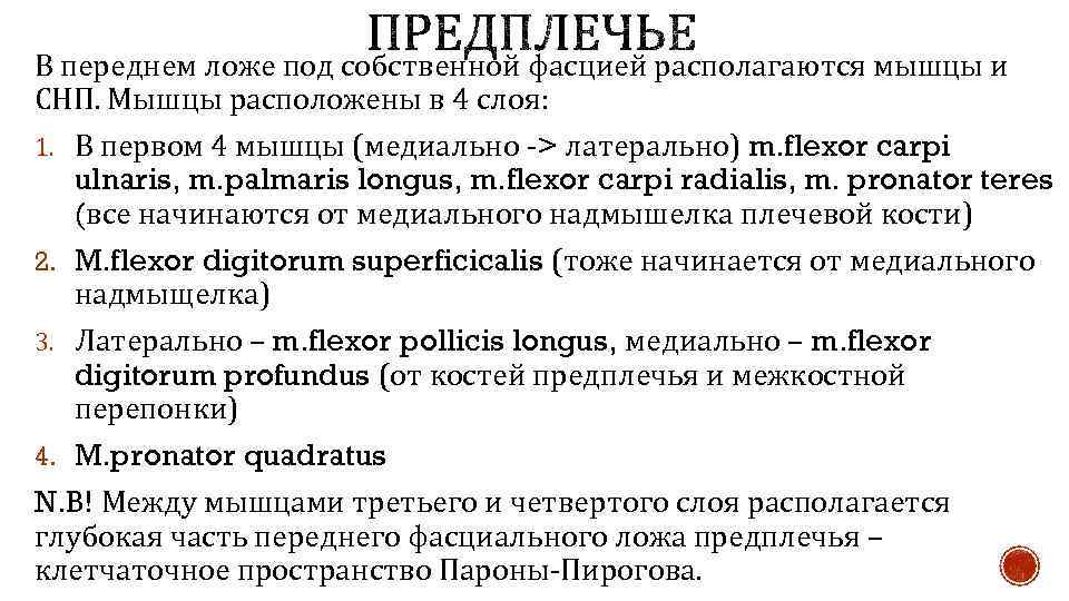 В переднем ложе под собственной фасцией располагаются мышцы и СНП. Мышцы расположены в 4