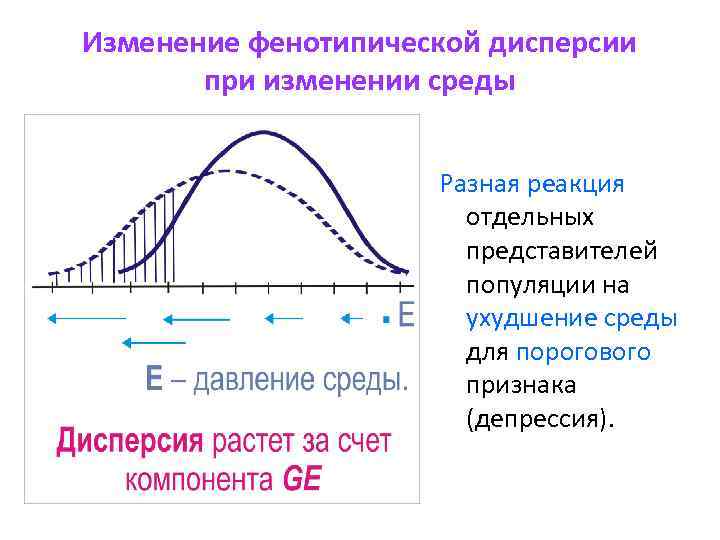 Изменение фенотипической дисперсии при изменении среды Разная реакция отдельных представителей популяции на ухудшение среды