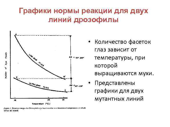 Графики нормы реакции для двух линий дрозофилы • Количество фасеток глаз зависит от температуры,