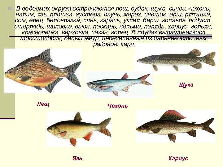 n В водоемах округа встречаются лещ, судак, щука, синец, чехонь, налим, язь, плотва, густера,