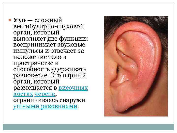  Ухо — сложный вестибулярно-слуховой орган, который выполняет две функции: воспринимает звуковые импульсы и