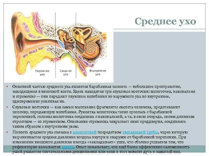 Среднее ухо Основной частью среднего уха является барабанная полость — небольшое пространство, находящееся в