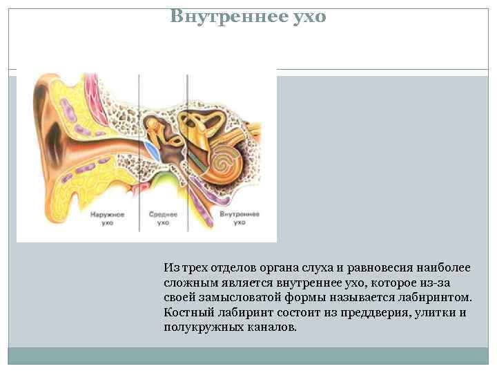 Внутреннее ухо Из трех отделов органа слуха и равновесия наиболее сложным является внутреннее ухо,