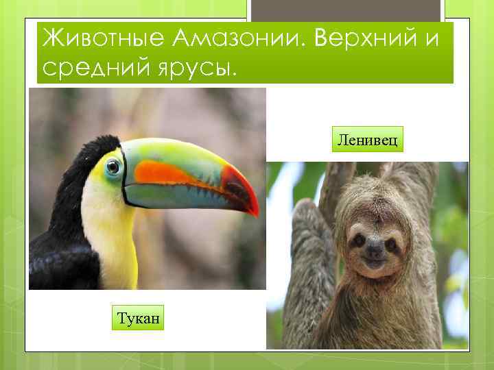 Где обитает ленивец на каком материке. Вымершие туканы. Ленивец на каком материке. На каком материке обитает Ленивец. Где обитает Тукан на каком материке.