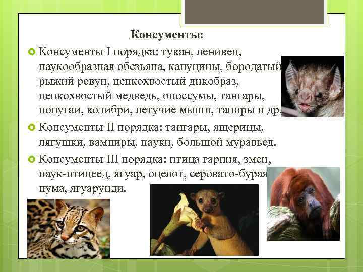 Консументы: Консументы I порядка: тукан, ленивец, паукообразная обезьяна, капуцины, бородатый рыжий ревун, цепкохвостый дикобраз,