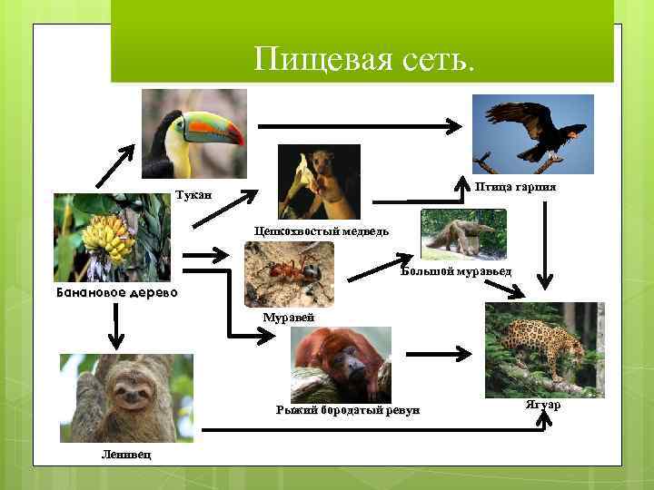 Пищевая сеть. Птица гарпия Тукан Цепкохвостый медведь Большой муравьед Банановое дерево Муравей Рыжий бородатый