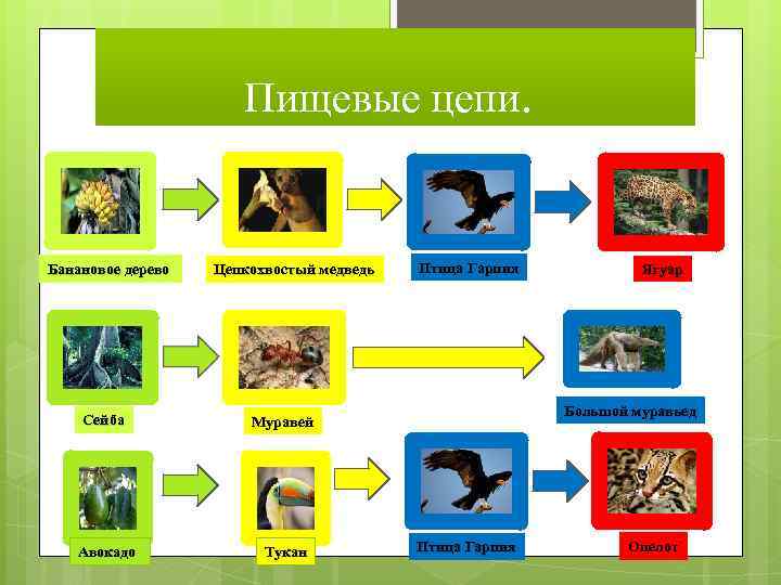 Клещи в пищевой цепочке. Цепи питания.