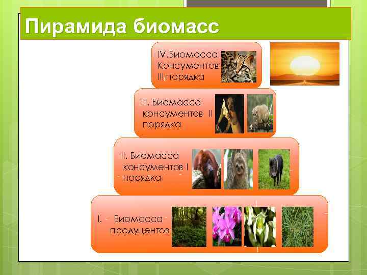 Пирамида биомасс IV. Биомасса Консументов III порядка III. Биомасса консументов II порядка II. Биомасса
