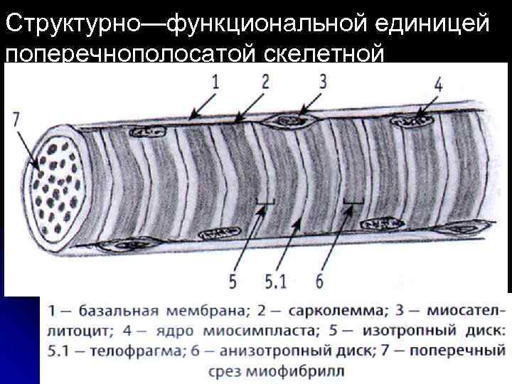 Изображенная на рисунке ткань является основой скелета гладких мышц