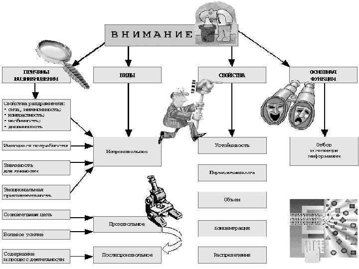  Внимание представляет собой динамическую характеристику деятельности, поскольку активизирует нужные и тормозит ненужные психические
