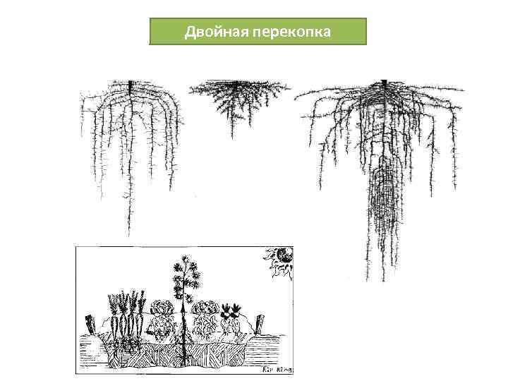 Двойная перекопка 