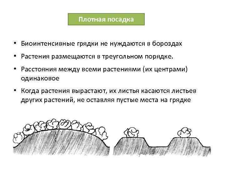 Плотная посадка • Биоинтенсивные грядки не нуждаются в бороздах • Растения размещаются в треугольном