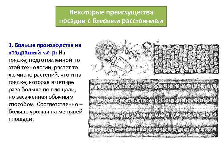 Некоторые преимущества посадки с близким расстоянием 1. Больше производства на квадратный метр: На грядке,