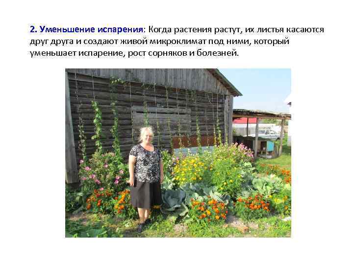 2. Уменьшение испарения: Когда растения растут, их листья касаются друга и создают живой микроклимат