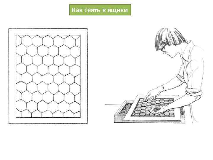Как сеять в ящики 