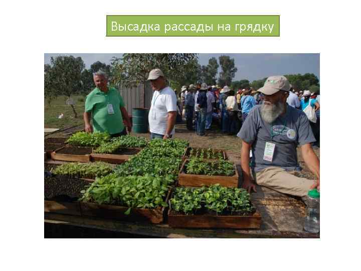 Высадка рассады на грядку 