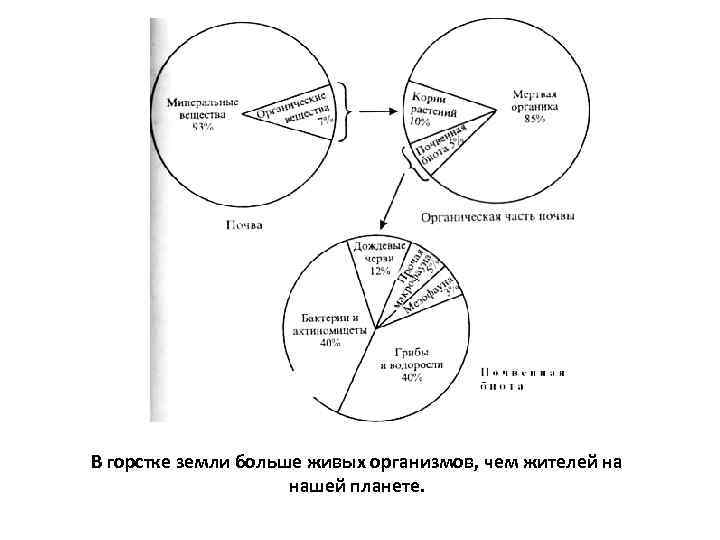 В горстке земли больше живых организмов, чем жителей на нашей планете. 