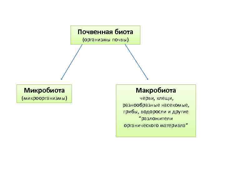 Почвенная биота презентация