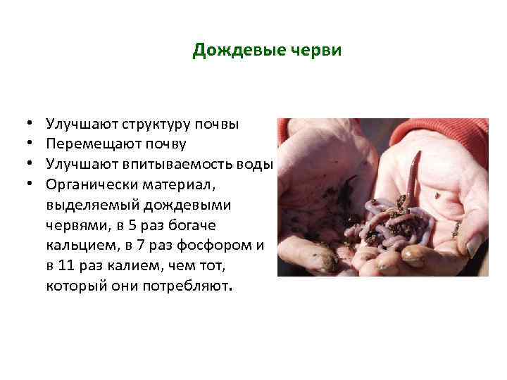 Дождевые черви • • Улучшают структуру почвы Перемещают почву Улучшают впитываемость воды Органически материал,