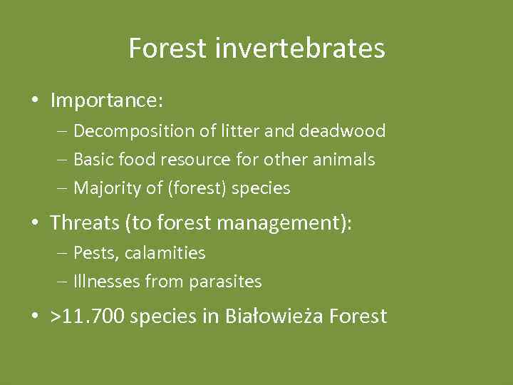 Forest invertebrates • Importance: - Decomposition of litter and deadwood - Basic food resource