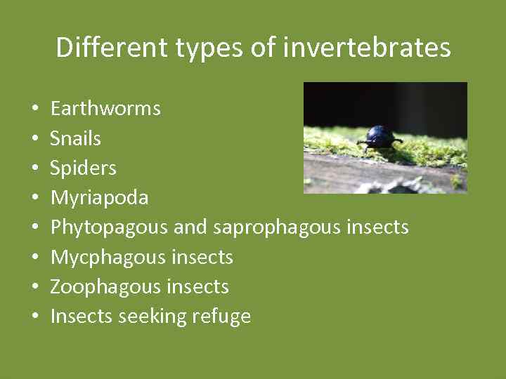 Different types of invertebrates • • Earthworms Snails Spiders Myriapoda Phytopagous and saprophagous insects