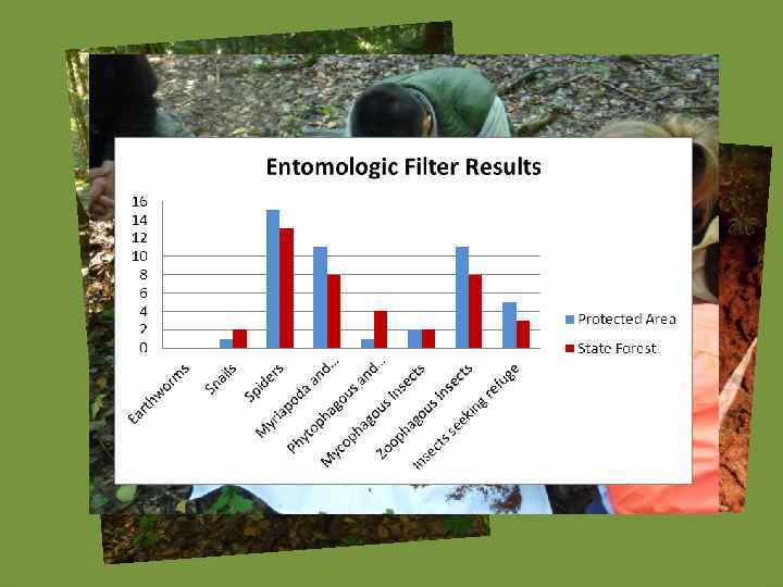 Invertebrates living in the deadwood 