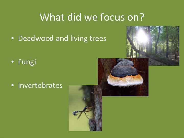 What did we focus on? • Deadwood and living trees • Fungi • Invertebrates