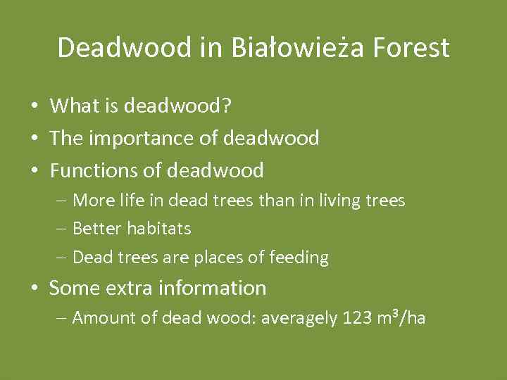 Deadwood in Białowieża Forest • What is deadwood? • The importance of deadwood •