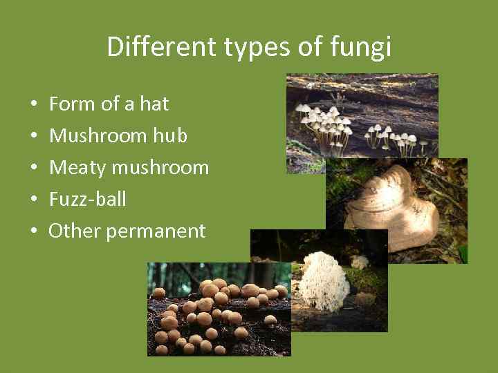 Different types of fungi • • • Form of a hat Mushroom hub Meaty