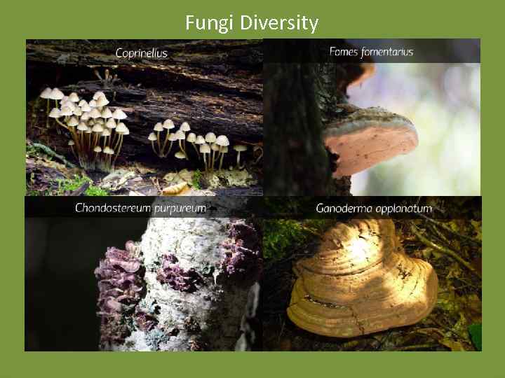 Fungi Diversity 