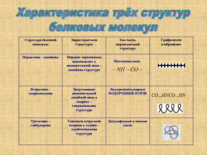 Структура белковой молекулы Характеристика структуры Первичная – линейная Порядок чередования аминокислот в полипептидной цепи