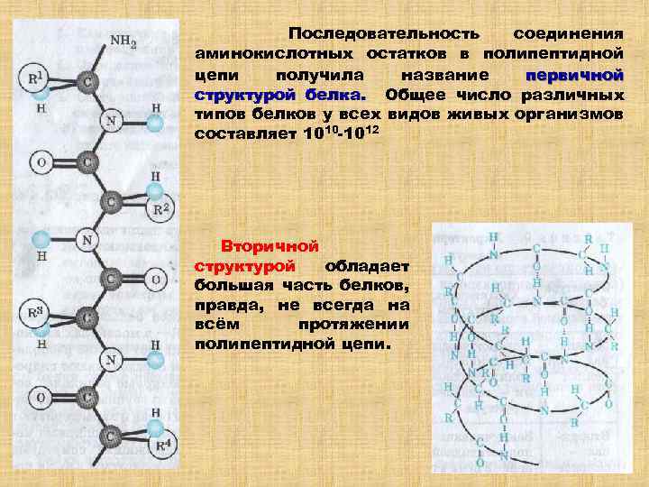 Последовательность соединения аминокислотных остатков в полипептидной цепи получила название первичной структурой белка. Общее число