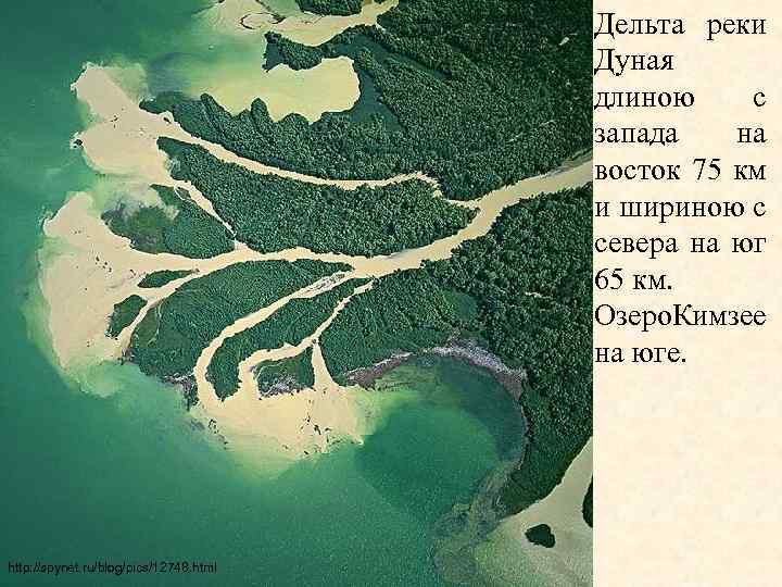 Дельта реки Дуная длиною с запада на восток 75 км и шириною с севера