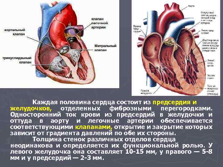 Какая кровь в левом желудочке сердца. Сердце клапаны левый желудочек и предсердие.