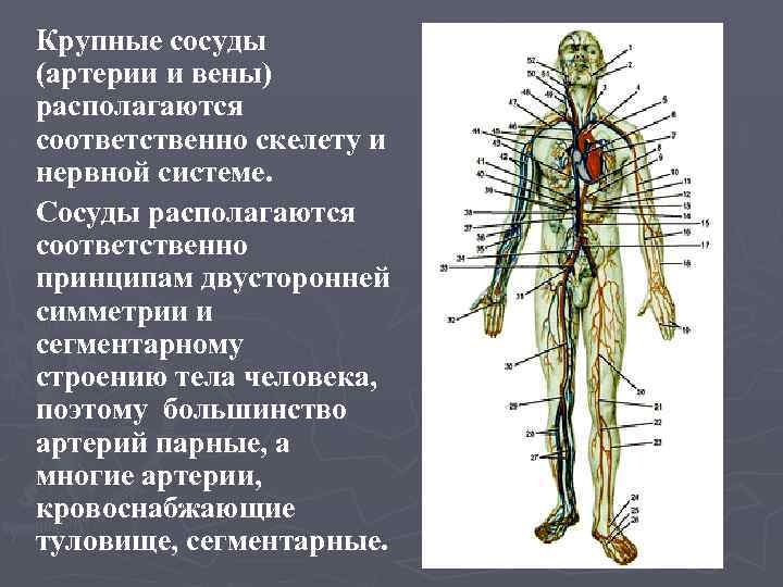 Сосуды располагаются в ответ. Крупные сосуды. Крупная артерия находятся. Венозная и нервная система. Крупные сосуды человека где находятся.