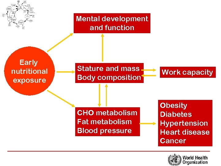 Mental development and function Early nutritional exposure Stature and mass Body composition Work capacity