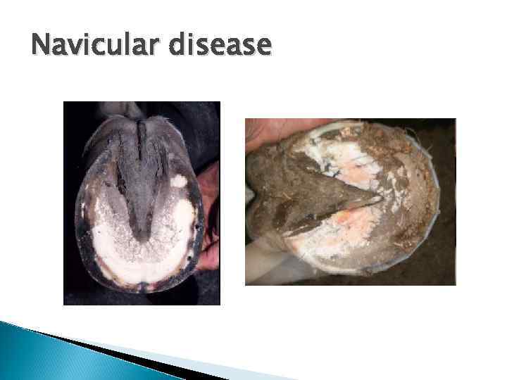 Navicular disease 