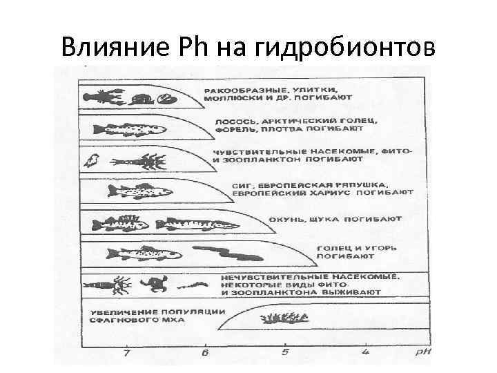 Влияние Рh на гидробионтов 