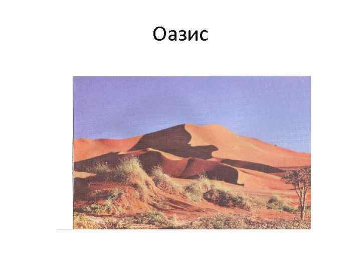 Оазис 