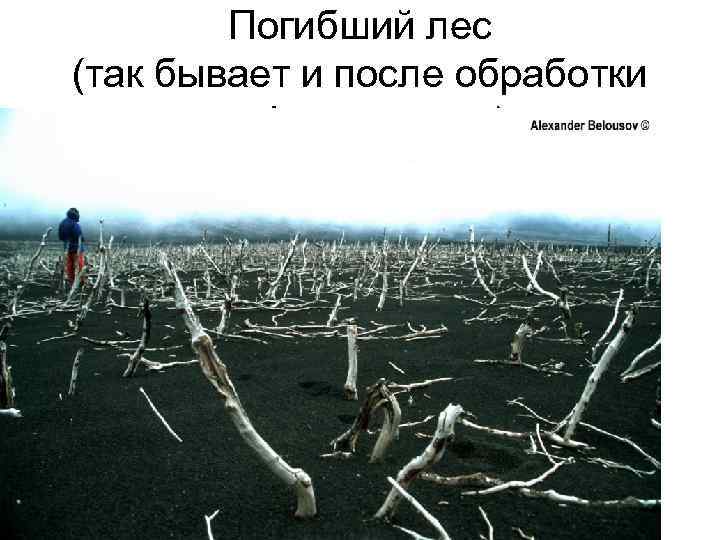 Погибший лес (так бывает и после обработки дефолиантами) 