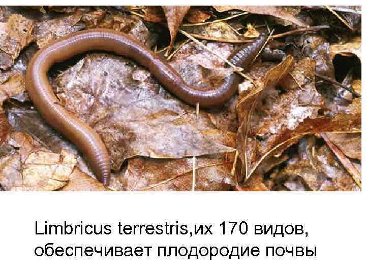 Limbricus terrestris, их 170 видов, обеспечивает плодородие почвы 