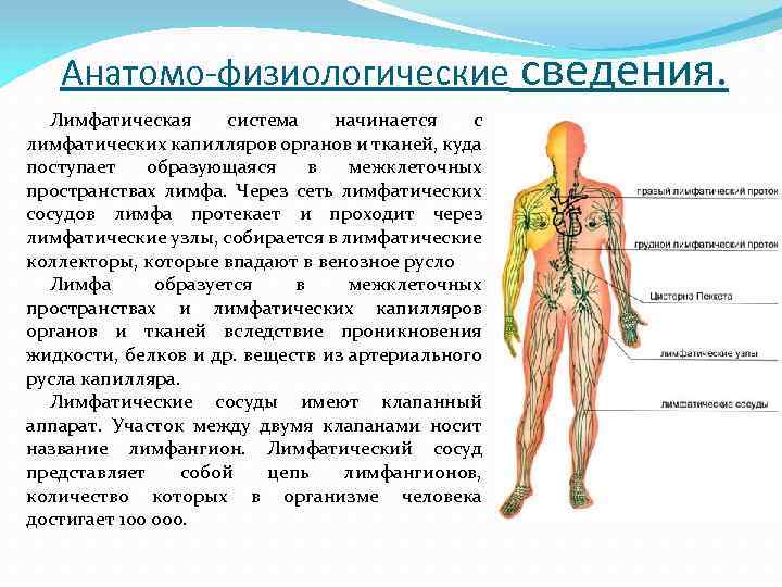 Анатомо-физиологические сведения. Лимфатическая система начинается с лимфатических капилляров органов и тканей, куда поступает образующаяся
