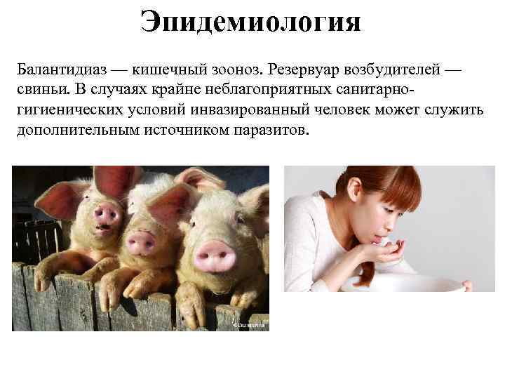 Эпидемиология Балантидиаз — кишечный зооноз. Резервуар возбудителей — свиньи. В случаях крайне неблагоприятных санитарногигиенических