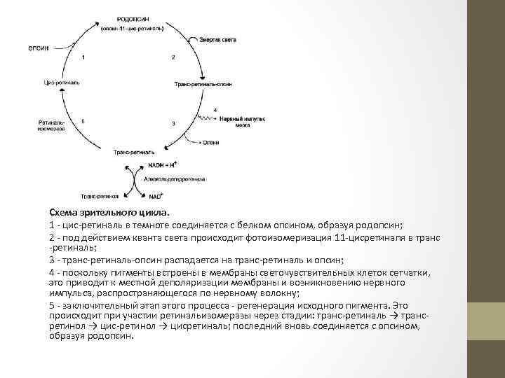 Схема зрительного цикла. 1 - цис-ретиналь в темноте соединяется с белком опсином, образуя родопсин;